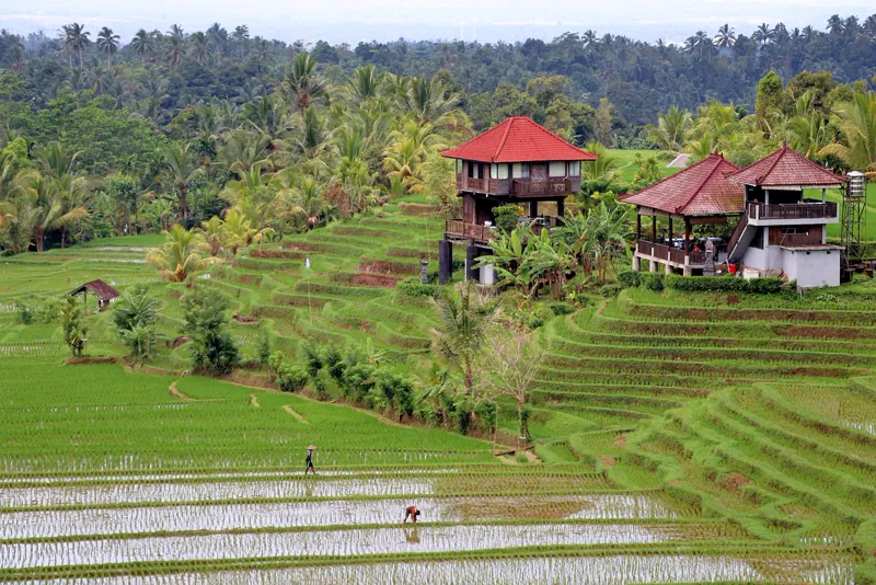 Pratinjau situs: Tekor Bali